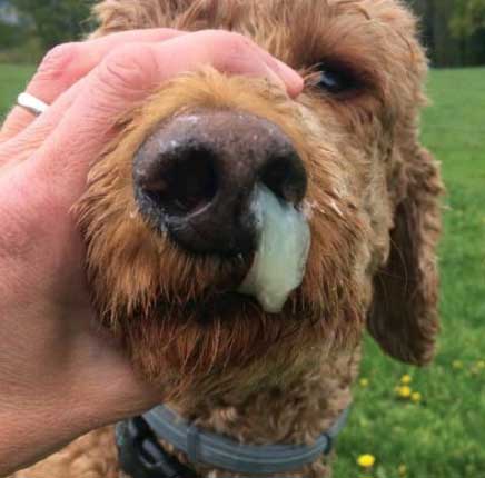 Kasus-Bordetella-brochiseptica-pada-Anjing