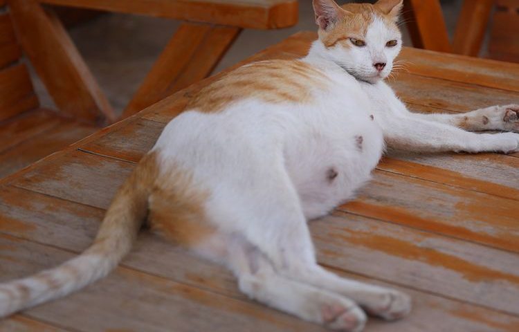 kucing hamil