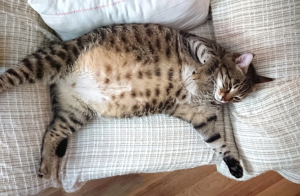 kucing hamil terawat