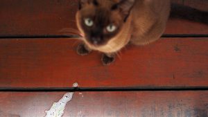 kucing muntah busa putih