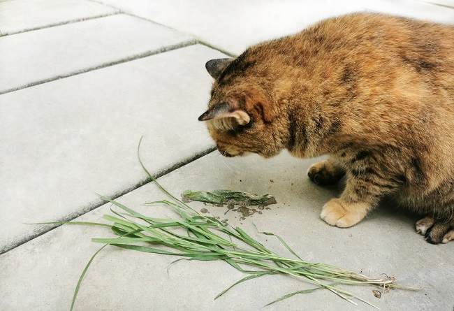 kucing muntah kucing muntah