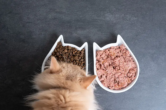 Pakan lengkap dan seimbang untuk kucing