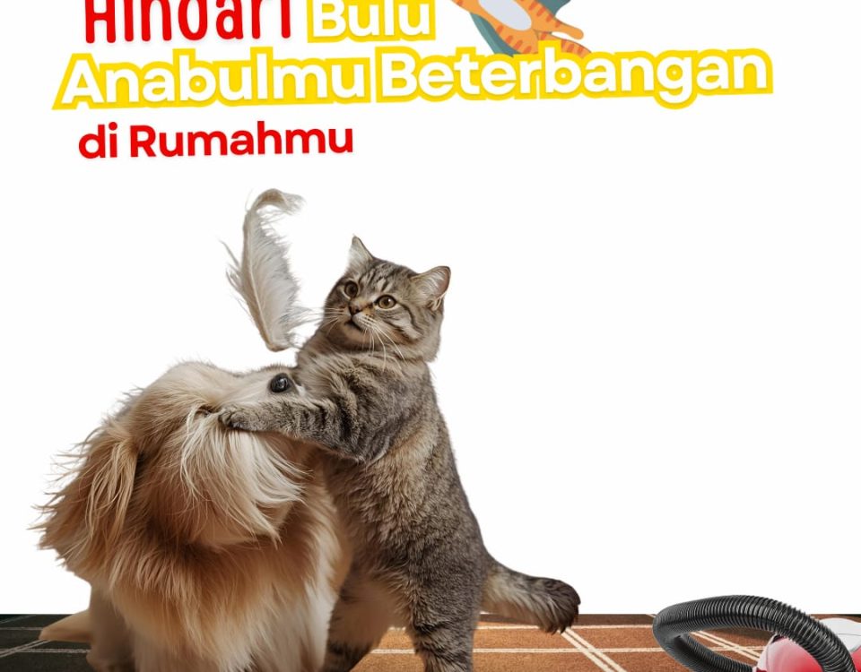Kucing dan anjing yang bermain bersama sebagai ilustrasi tips mengatasi bulu anabul yang beterbangan di rumah.