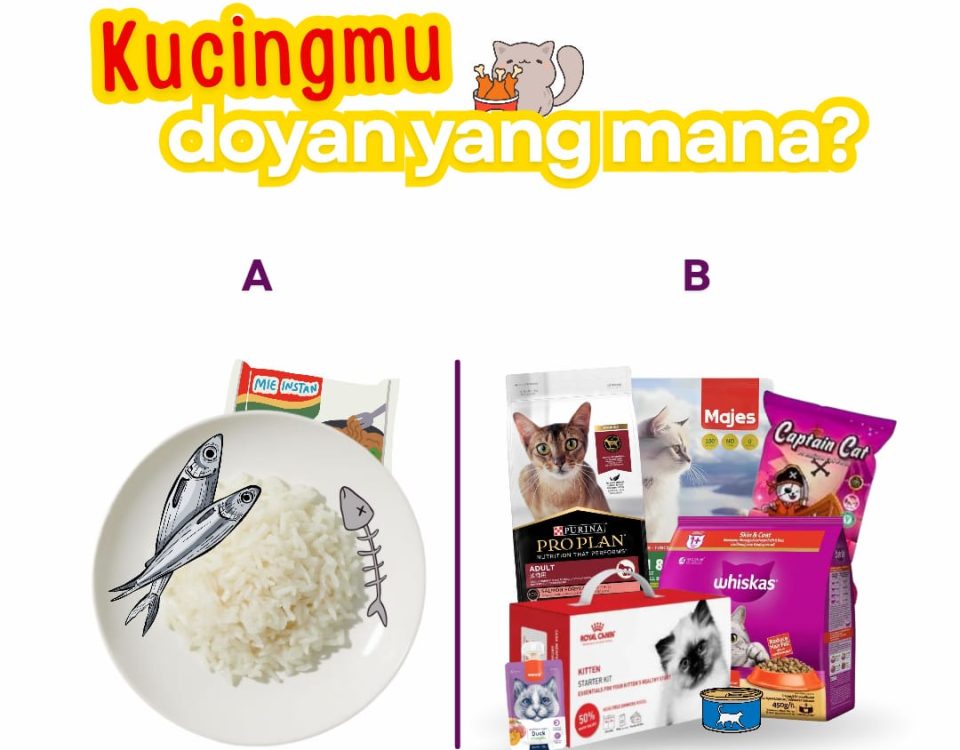 Perbandingan antara piring berisi nasi dan ikan untuk kucing dengan berbagai merek pakan kucing komersial premium