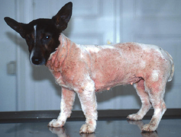 gambar anjing alergi