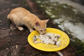 Kucing makan nasi dan ikan saja ?