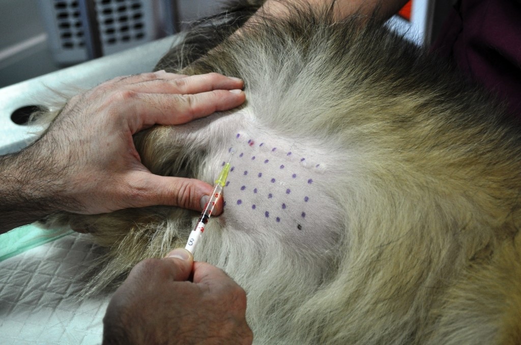 Gambar skin alergi test pada anjing